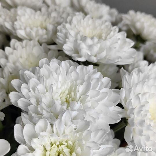 Гранд букет из кустовых хризантем