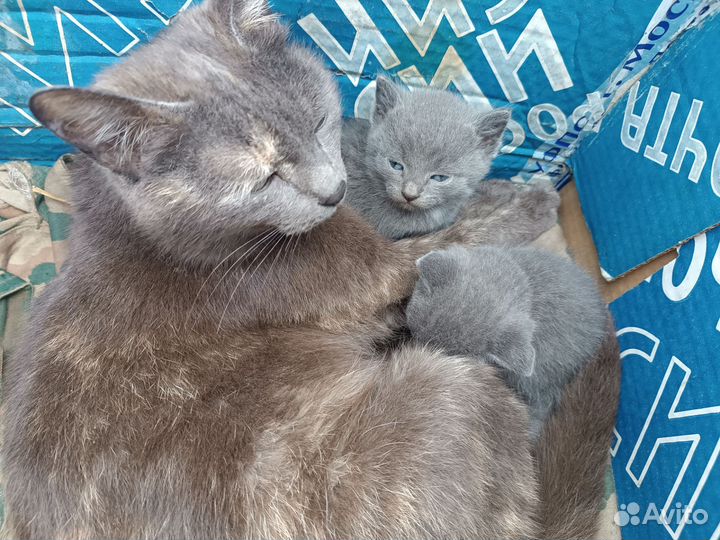 Отдам котят