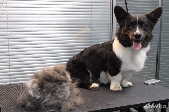 Груминг/стрижка собак и кошек