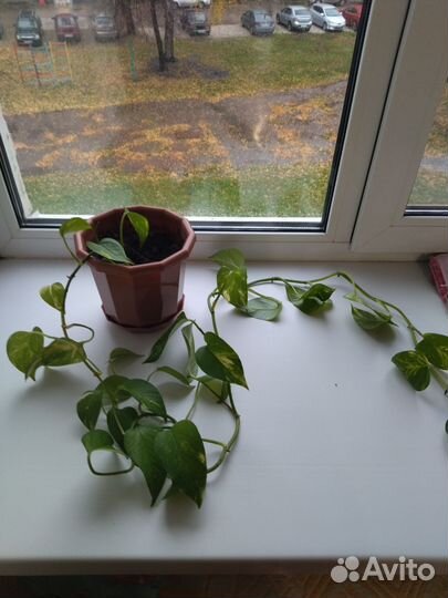 Эпипремнум золотистый