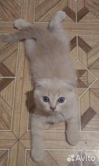 Шотландские мальчики