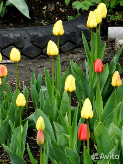 Луковицы тюльпанов, клубни пионов, лилий