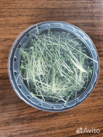 Горчица микрозелень