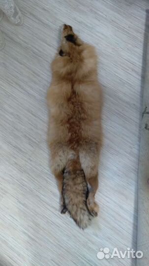 Шкура лисья