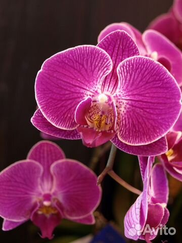 Орхидея фаленопсис Сангрия купить в Москве | Товары для дома и дачи | Авито
