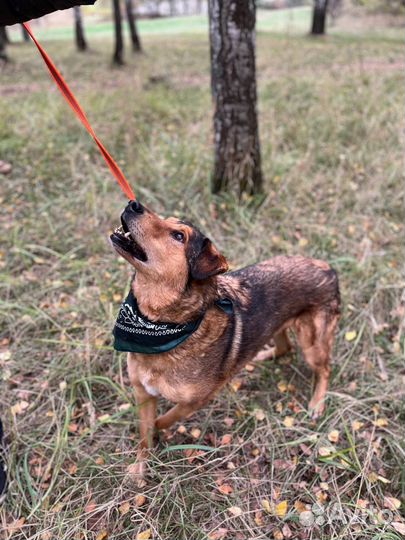 Очень спокойный нежный парень ищет дом