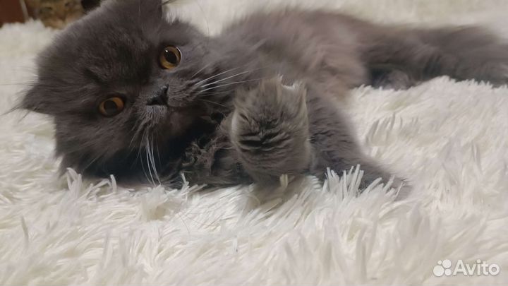 Персидская