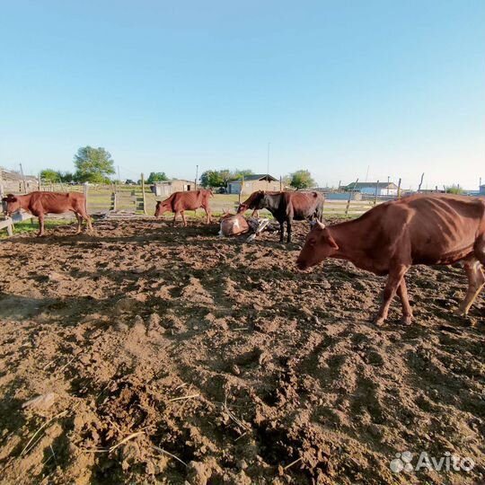 Коровы с телятами