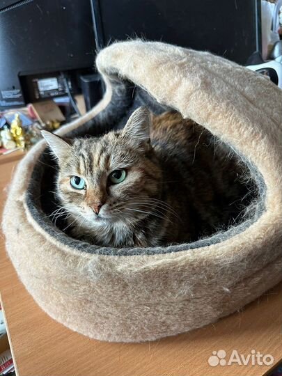 Кошечка в добрые руки