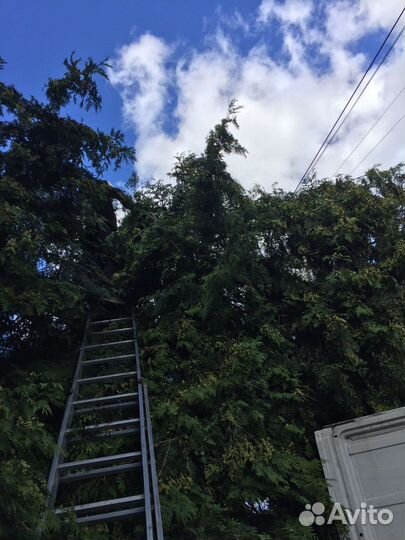Расчистка участков,спилить дерево