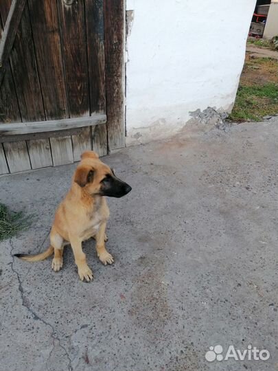 Похож на Бельгийскую овчарку