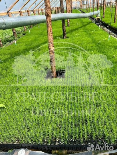 Голубая ель с зкс сеянцы