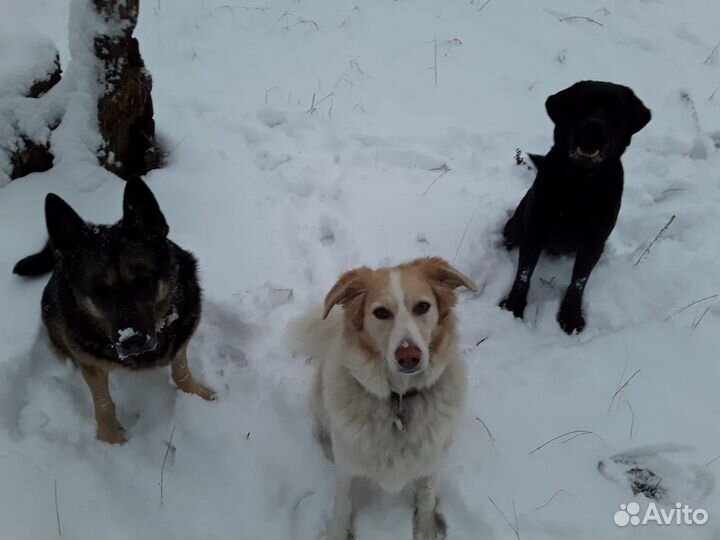 Передержка для собак