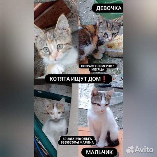 Котята в добрые руки