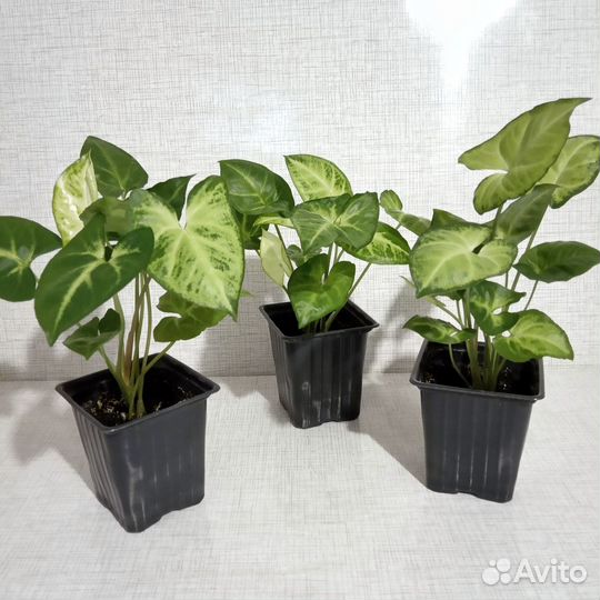 Сингониум (молодое растение)