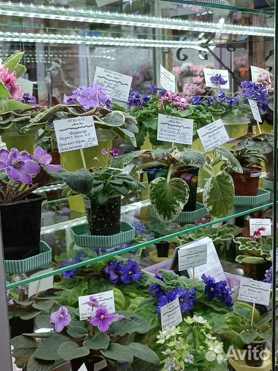 Сортовые фиалки