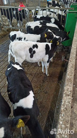 Телята мясные