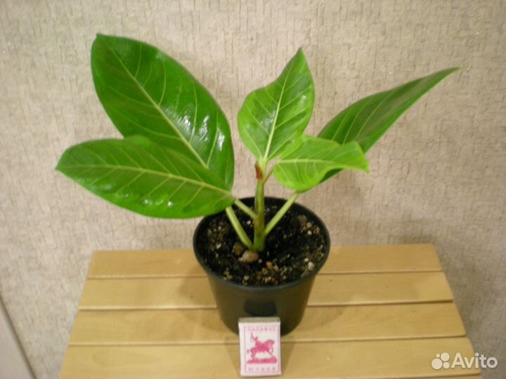 Цветы для дома,офиса