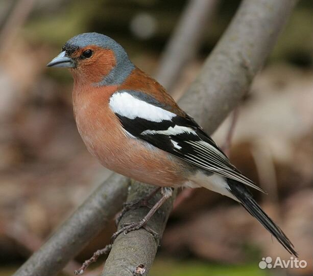 Певчие птицы