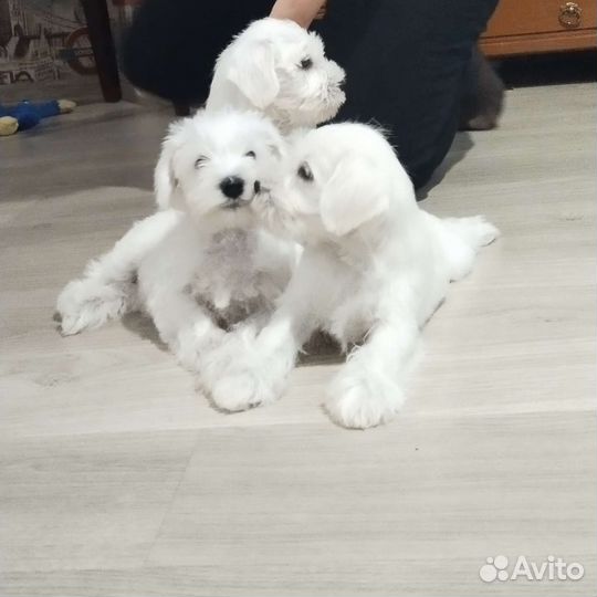 Цвергшнауцер