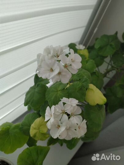 Пеларгония герань белая и Квантум Салмон