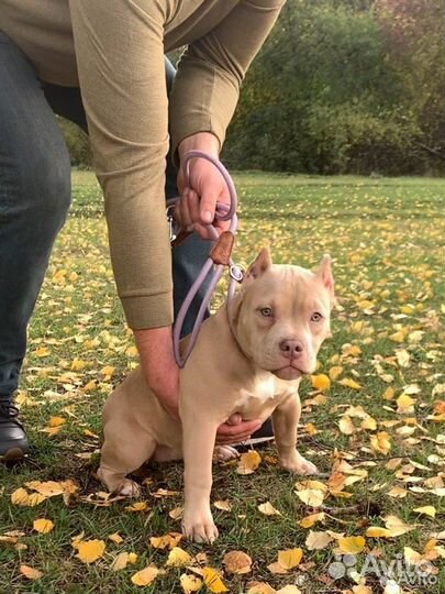 Американский булли