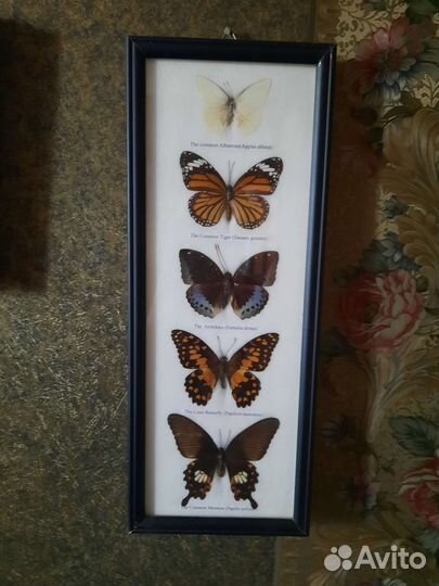 Бабочки в рамках