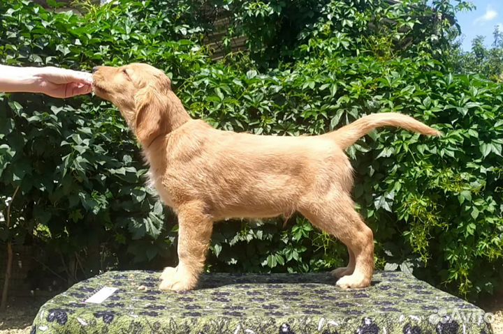 Щенки Прямошерстного Ретривера