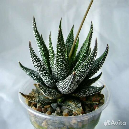 Эхеверии, эчеверии