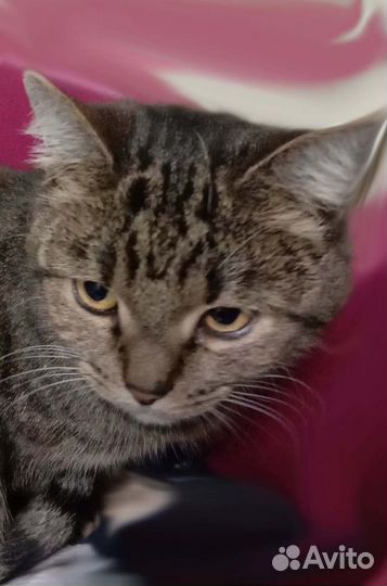 Сказка мечтает о доме