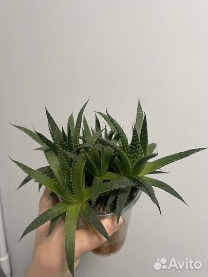 Алоэ остистое