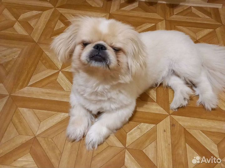 Вязка пекинес