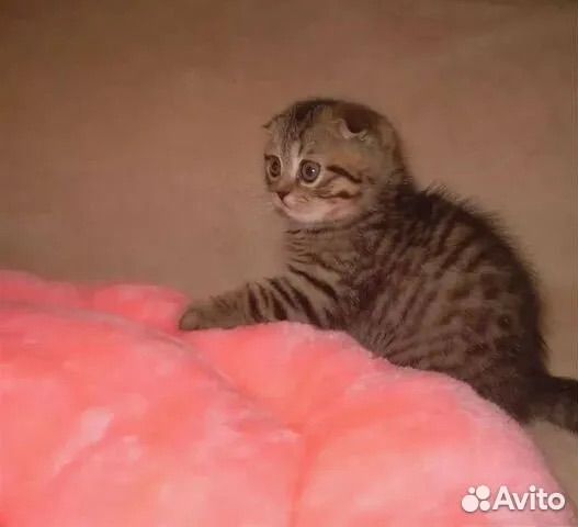 Шотландская вислоухая