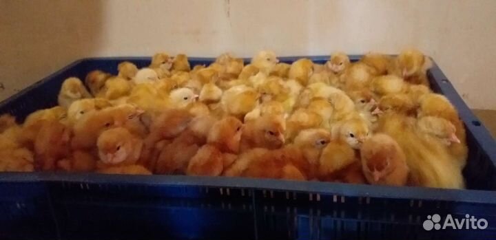 Цыплята 1,5 месячные курочки Ломан Браун