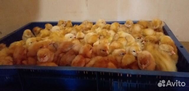 Цыплята 1,5 месячные курочки Ломан Браун