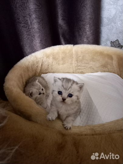 Вислоухие и прямоухие котята