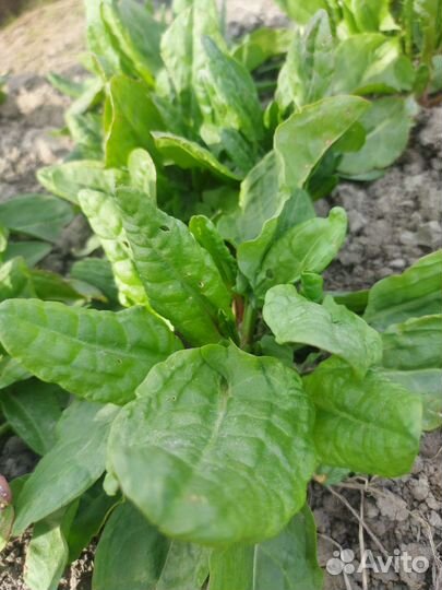 Щавель,шпинат,руккола,петрушка,смесь салатов,укроп