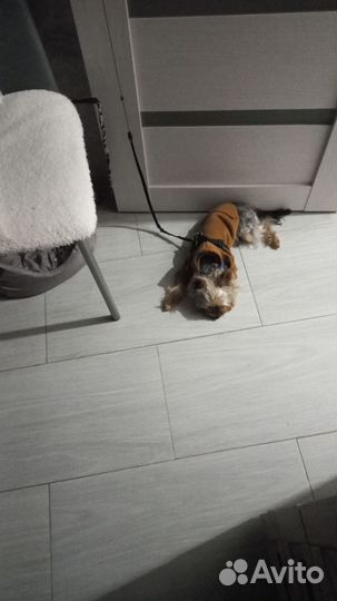 Йоркширский терьер мини