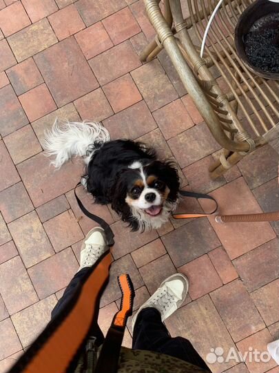 Кинолог с выездом