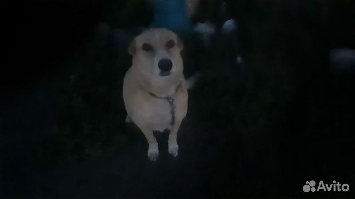 Ну,очень хорошая собака