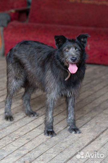 Отдаю собаку Ульяну в добрые руки