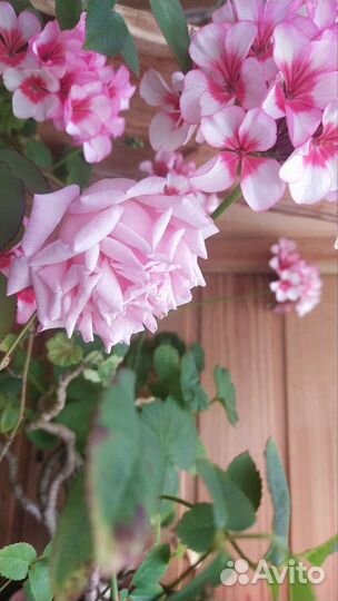 Бенгальская ароматная роза и фикусы разных видов