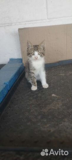 Котята в добрые руки бесплатно