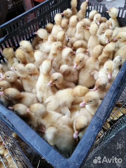 Цыплята утята индюшата муларды