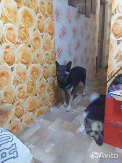 Восточноевропейская овчарка