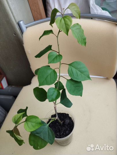 Цветы комнатные