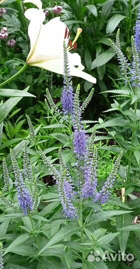 Многолетники садовые (Ч.1)