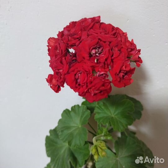 Пеларгония герань сортовая