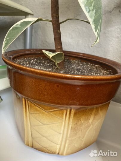 Комнатные цветы фикус и другие