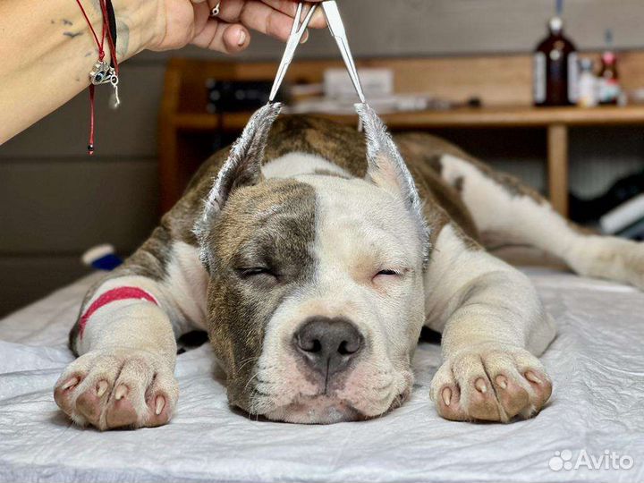 Купирование ушей